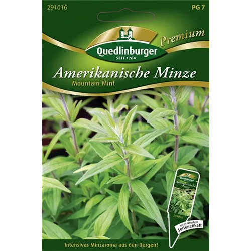 Amerikanische Minze-Samen 'Mountain Mint'