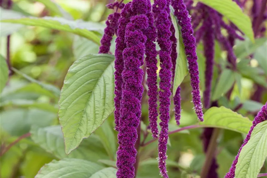 Garten-Fuchsschwanz-Samen Inhalt reicht für ca. 120 Pflanzen