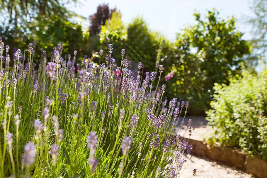 Echter Lavendel ca. 100 Pflanzen