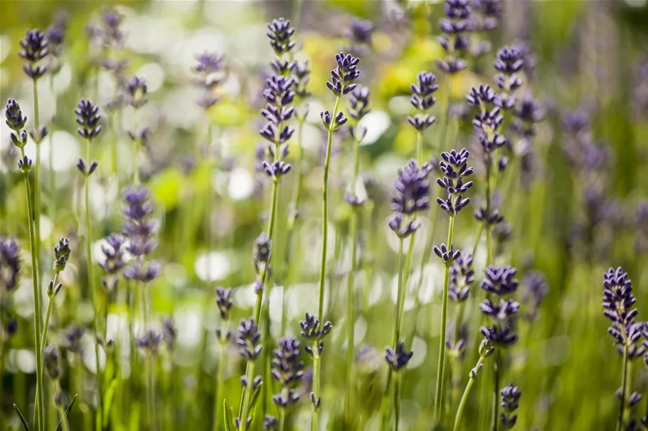 Echter Lavendel ca. 100 Pflanzen