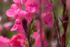 Garten-Löwenmaul-Samen Inhalt reicht für ca. 120 Pflanzen