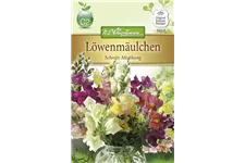 Garten-Löwenmaul-Samen Inhalt reicht für ca. 120 Pflanzen