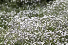 Garten-Schleierkraut-Samen Portion