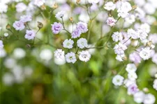 Garten-Schleierkraut-Samen Portion