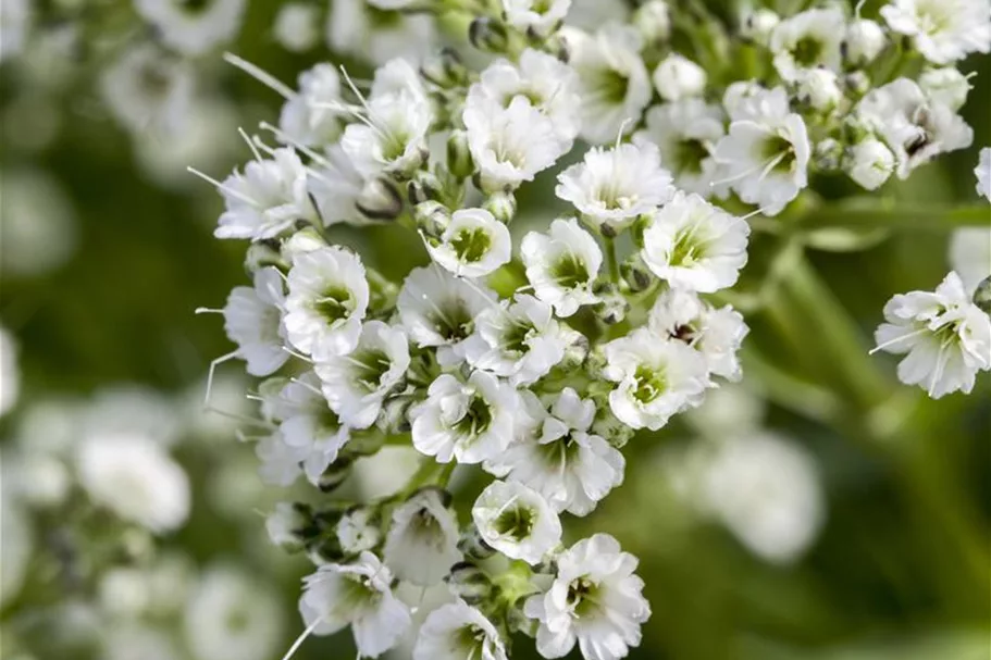 Garten-Schleierkraut-Samen Portion