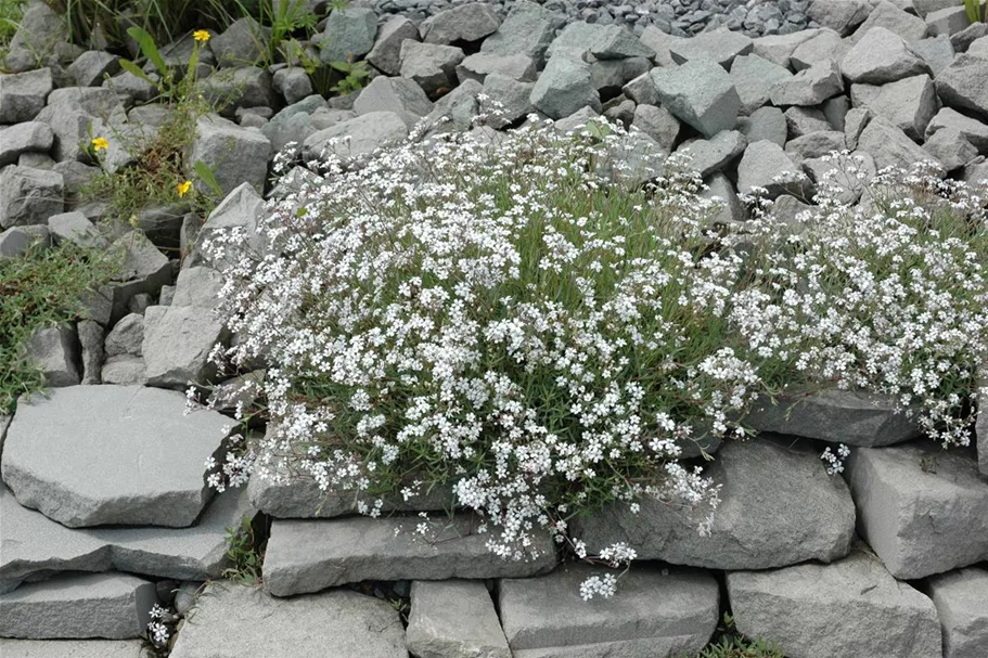 Garten-Schleierkraut-Samen Portion