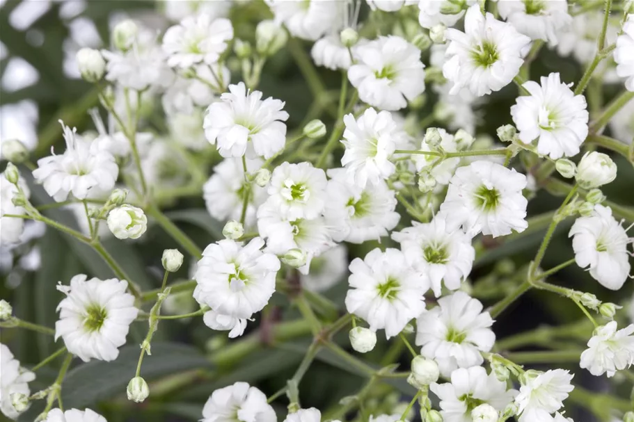 Garten-Schleierkraut-Samen 'Weiße Spitzen' Inhalt reicht für ca. 90 Pflanzen