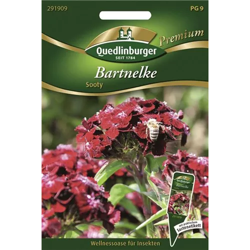 Bartnelkensamen 'Sooty'