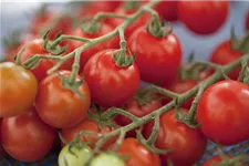 Cherry-Tomate-Samen Packungsinhalt reicht für ca. 12-15 Pflanzen