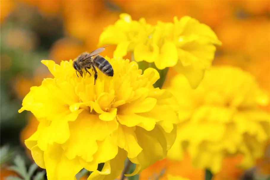 Bienenweide Inhalt reicht für ca. 3 m²