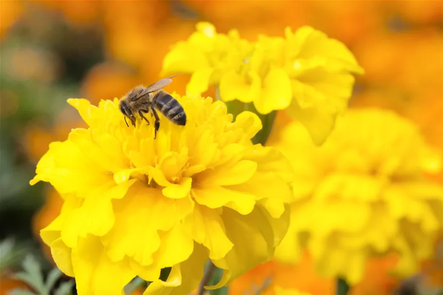 Insektenweide-Samen Inhalt reicht für ca. 100 m²