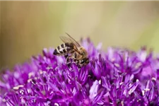 Bienenweide-Samen Info reicht für ca. 100 m²