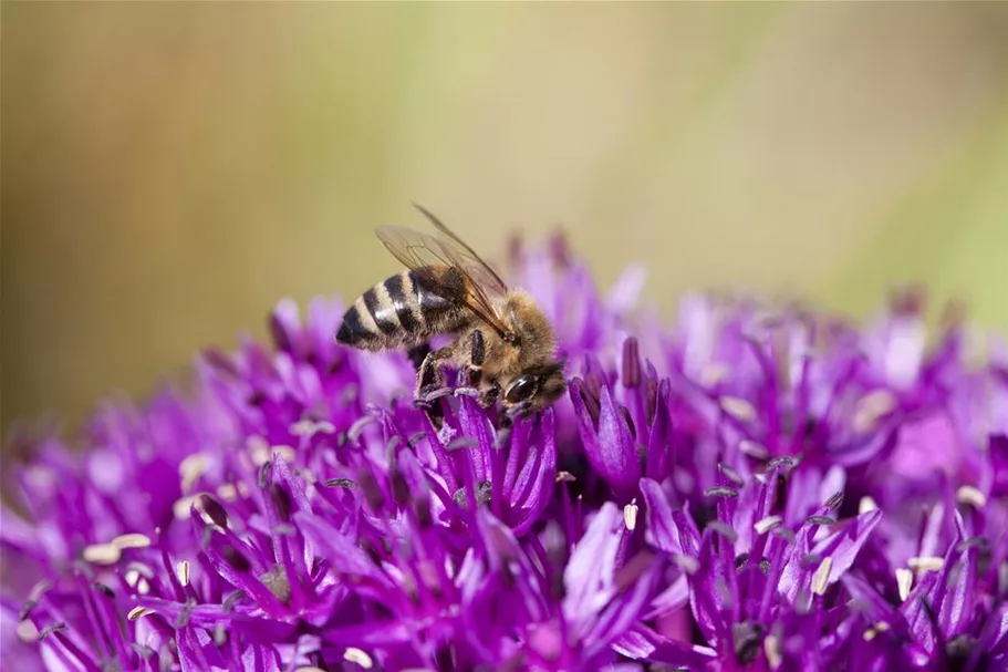 Bienenweide-Samen Info reicht für ca. 100 m²