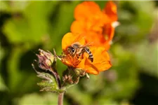 Bienenweide Inhalt reicht für ca. 3 m²