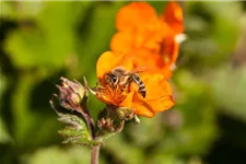 Bienenweide-Samen Info reicht für ca. 100 m²