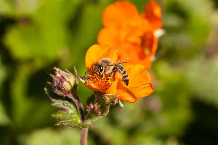 Bienenweide Inhalt reicht für ca. 3 m²