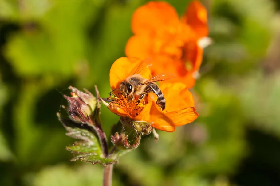 Bienenweide-Samen Info reicht für ca. 100 m²