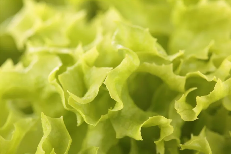 Blatt-Salat-Samen 'Lollo bionda' Packungsinhalt reicht für ca. 100 Pflanzen