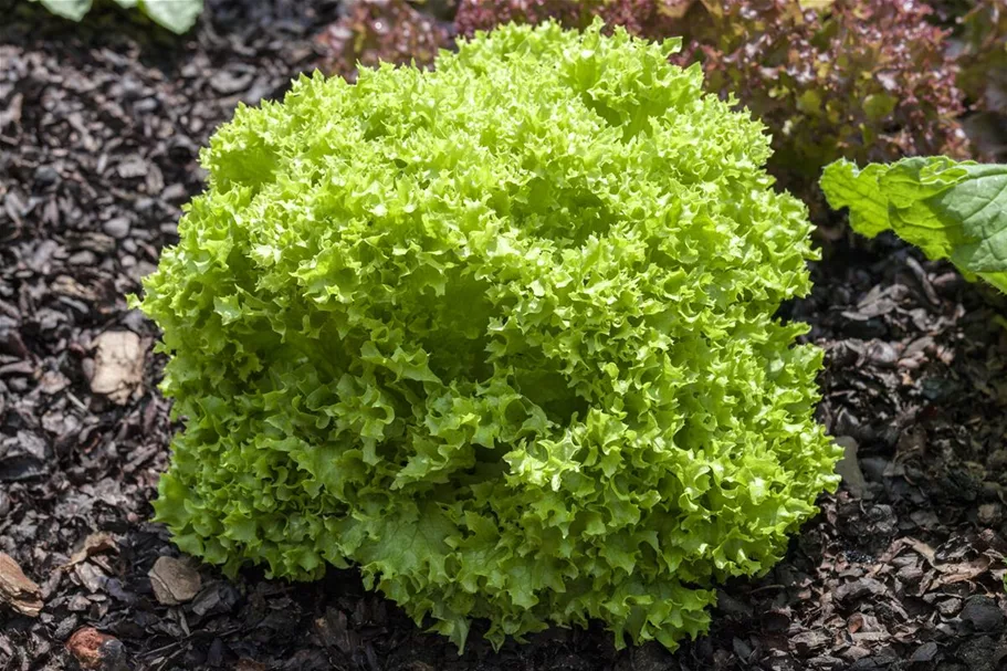 Blatt-Salat-Samen 'Lollo bionda' Packungsinhalt reicht für ca. 100 Pflanzen