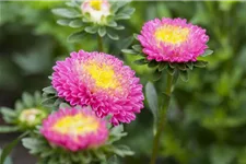 Gartenastersamen 'Pompon' Inhalt reicht für ca. 80 Pflanzen