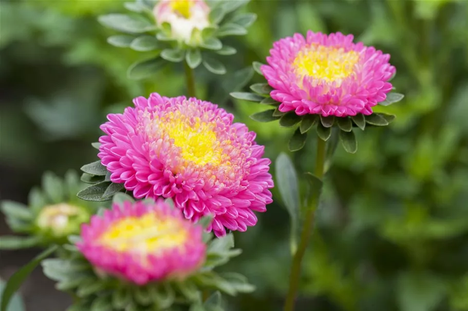 Gartenastersamen 'Pompon' Inhalt reicht für ca. 80 Pflanzen