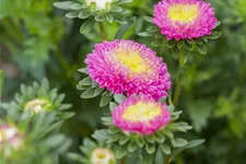 Gartenastersamen 'Pompon' Inhalt reicht für ca. 80 Pflanzen