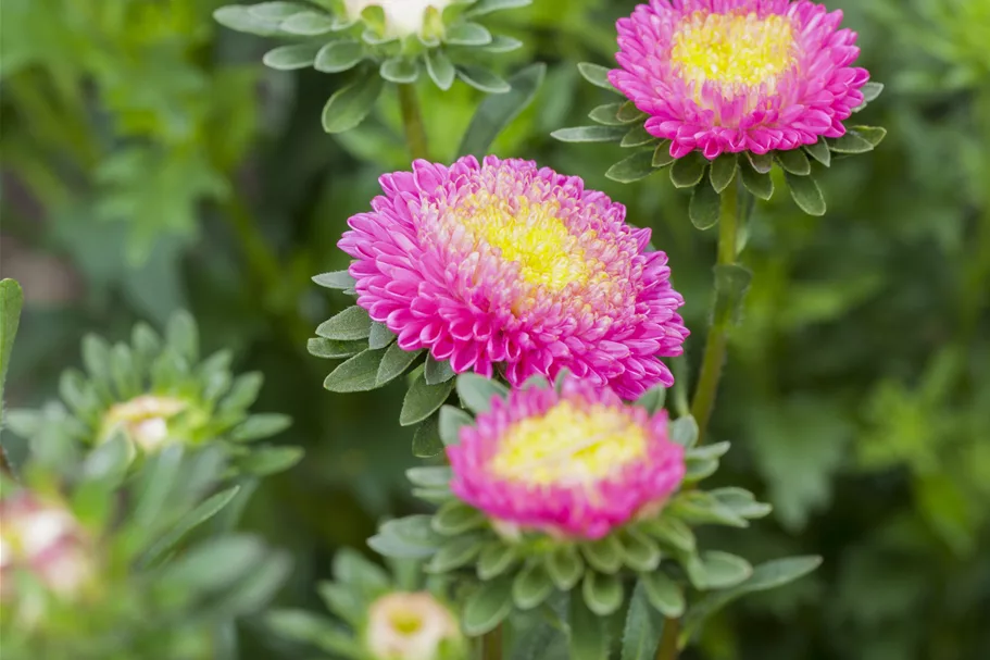 Gartenastersamen 'Pompon' Inhalt reicht für ca. 80 Pflanzen