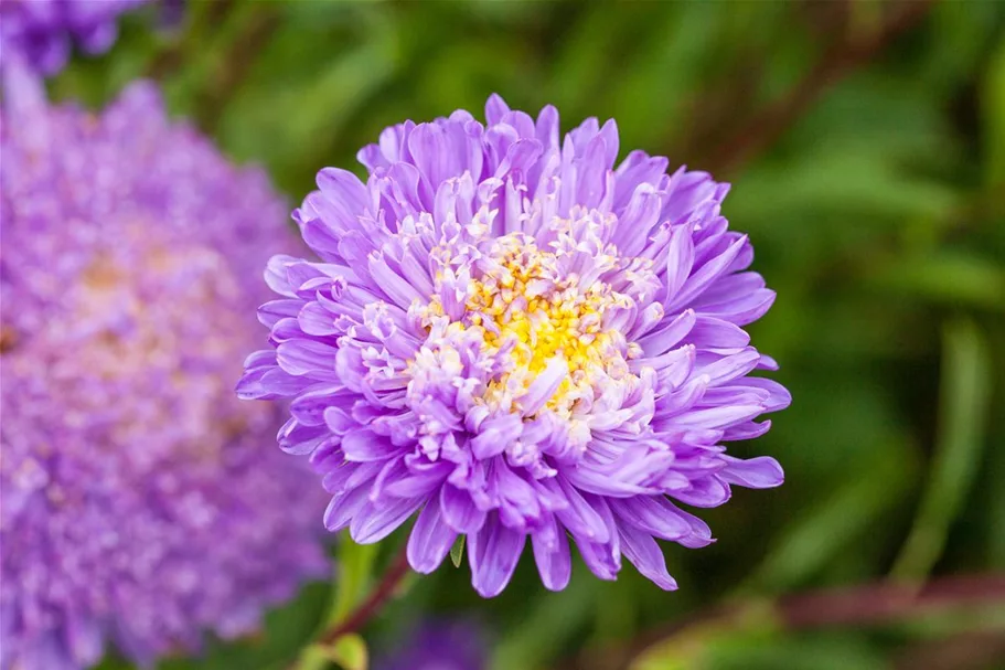 Gartenastersamen 'Pompon' Inhalt reicht für ca. 80 Pflanzen