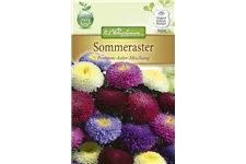 Gartenastersamen 'Pompon' Inhalt reicht für ca. 80 Pflanzen