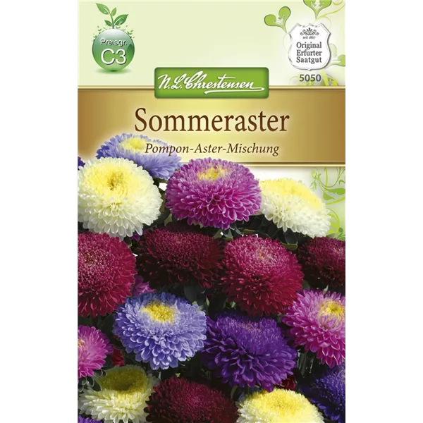 Gartenastersamen 'Pompon'