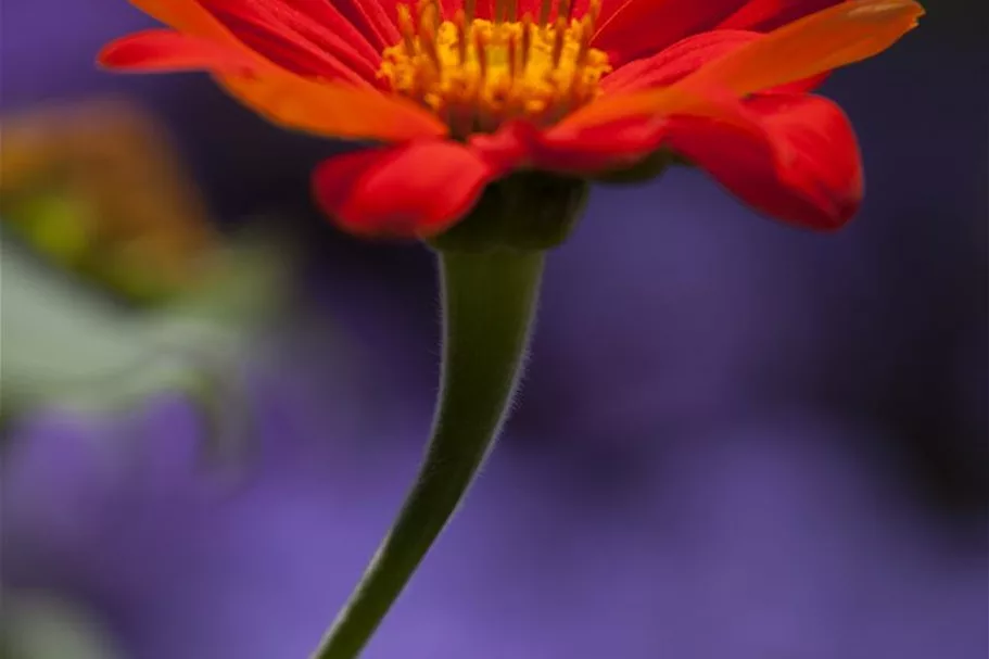 Mexikanische Sonnenblumensamen 'Fackel' Inhalt reicht für ca. 50 Pflanzen