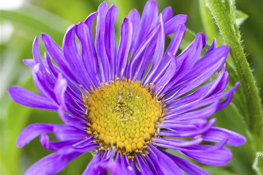 Mittagsblumensamen Inhalt reicht für ca. 150 Pflanzen