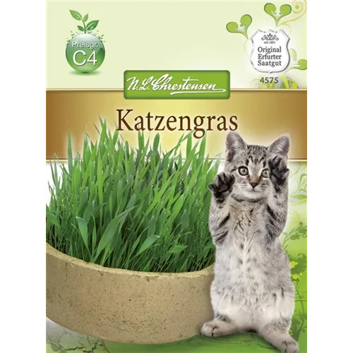 Katzengrassamen