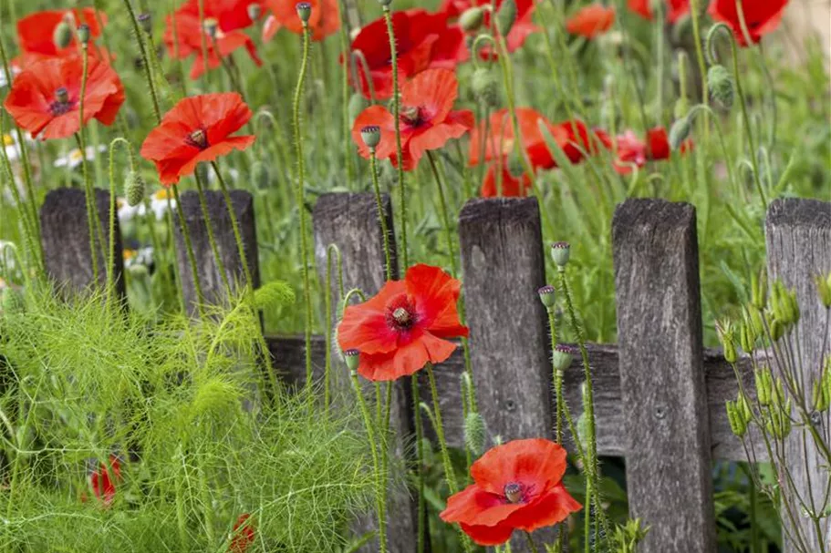 Klatschmohnsamen Inhalt reicht für ca. 300 Pflanzen