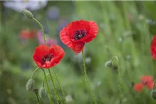 Klatsch-Mohn-Samen Portion