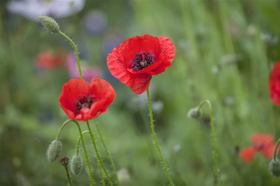 Klatsch-Mohn-Samen Portion