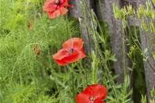 Klatsch-Mohn 3-5 m²