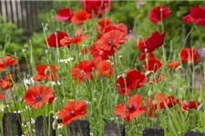 Klatsch-Mohn 3-5 m²