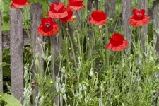 Klatsch-Mohn 3-5 m²