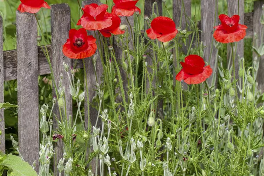 Klatsch-Mohn 3-5 m²