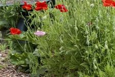 Klatsch-Mohn 3-5 m²