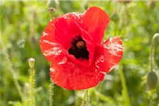 Klatsch-Mohn-Samen Portion