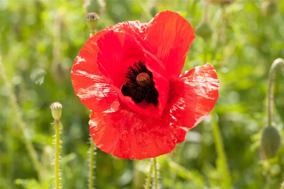 Klatsch-Mohn-Samen Portion