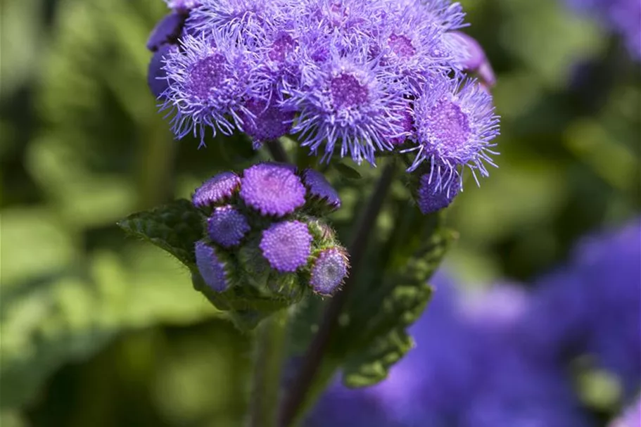 Leberbalsamsamen 'Blaues Meer' Portion