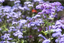 Leberbalsamsamen 'Blaues Meer' Portion