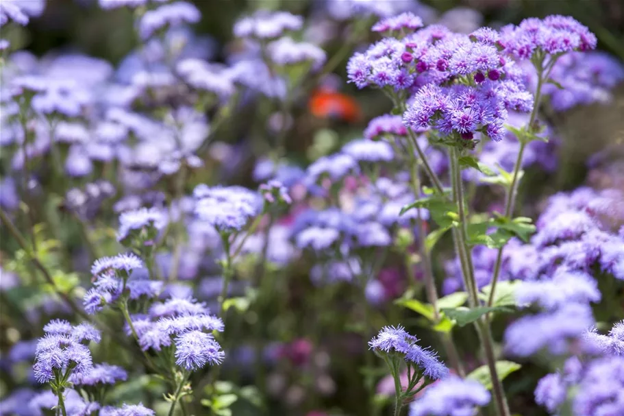 Leberbalsamsamen 'Blaues Meer' Portion