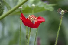 Klatsch-Mohn-Samen Portion