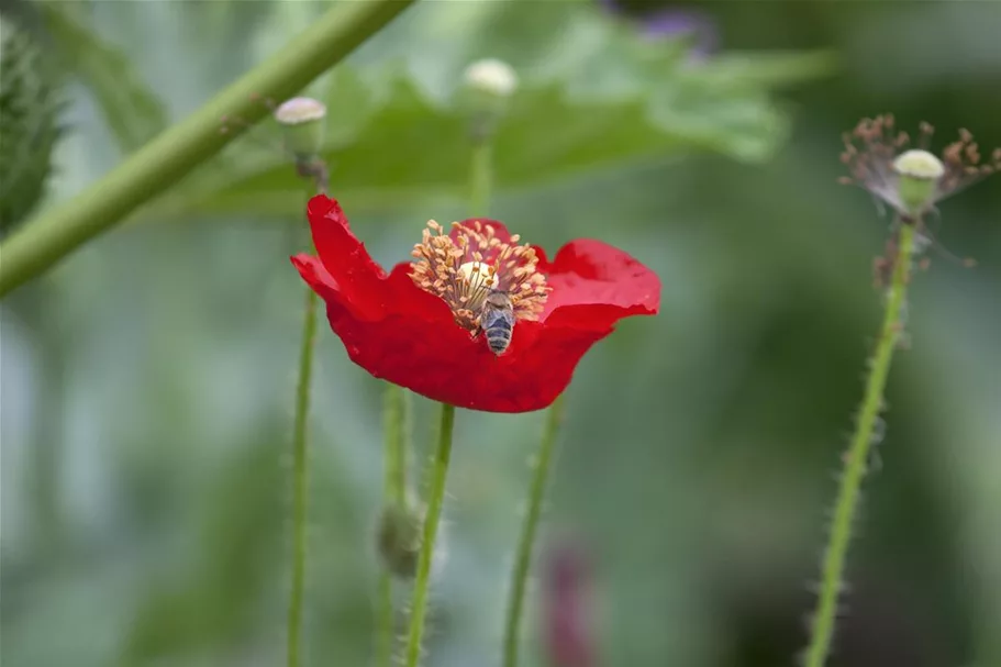 Klatsch-Mohn-Samen Portion