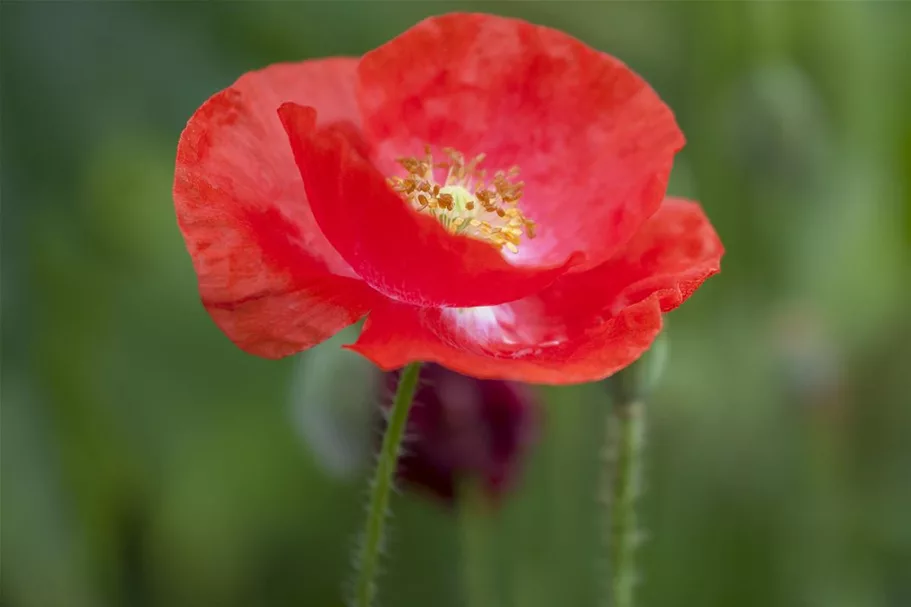 Klatsch-Mohn-Samen Portion