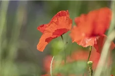 Klatsch-Mohn-Samen Portion